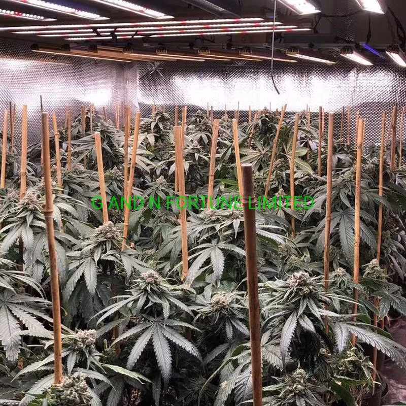 Hydroponics Bulbs 3500K COB Full Spectrum Clip Ce Reflector Plant Seeds Bracket All Blue LED Grow Light