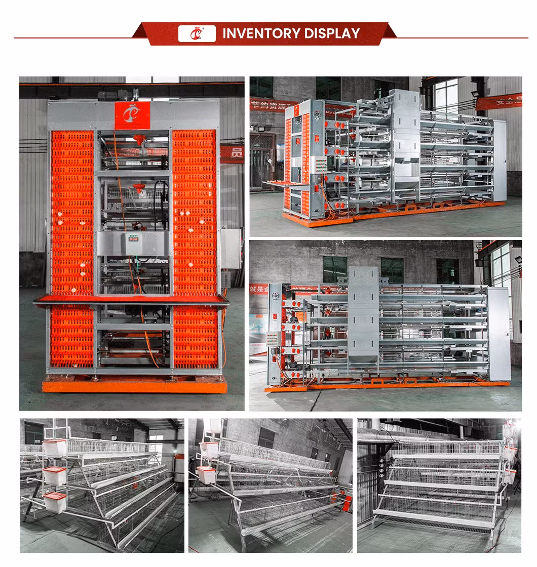 Bestchickencage Ordinary Type Layer Cage China Native Chicken Layer Cage Manufacturer ODM Custom Mature Galvanizing Process a Type Layer Cage