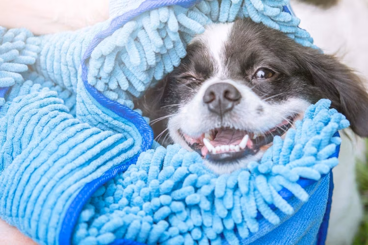 Wholesale Custom Design Quick Dry Microfibre Chenille Dog Towel Bath