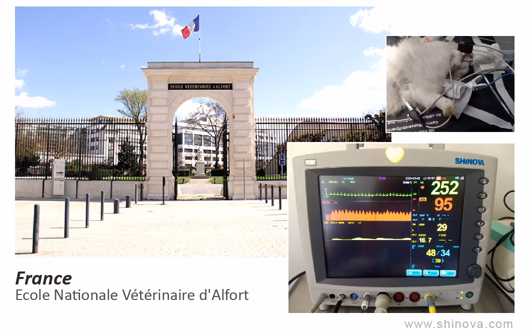Handheld Veterinary Sow Goat Pregnancy Scanner Pig Sheep Goat Pregnancy Ultrasound Tester Animal Test Equipment Tp01