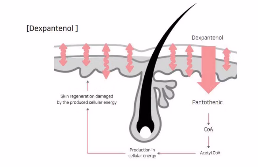 Hairna Exosome Hair Fill Scalp Cells Proliferation