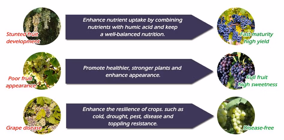 Bulk Formulation Fertilizer Agriculture Use Liquid Seaweed Extract