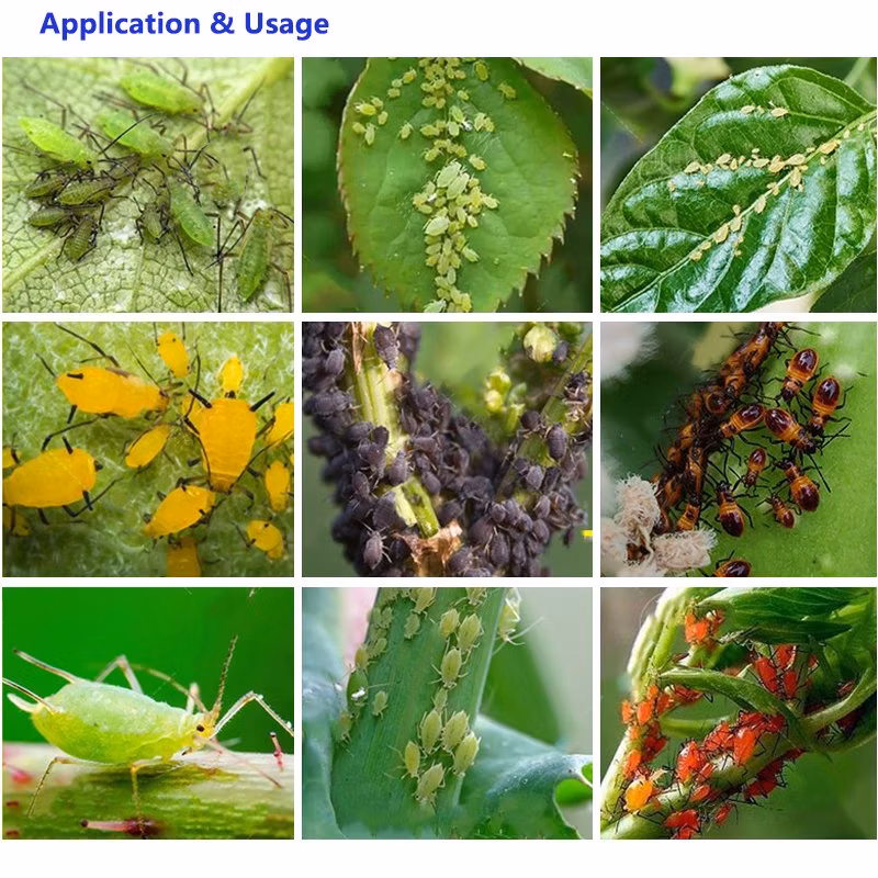 Mixed 25% Buprofezin + Acetamiprid Insecticide Sc Wp Powder Formulation Pesticide & Insecticides
