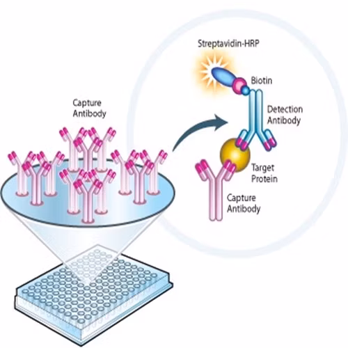 Cxcl5 Ngal Cortisol Antibody Elisa Kits