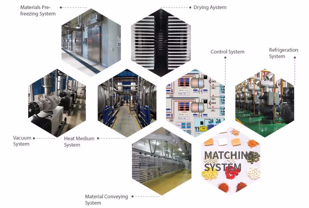 Commercial Industrial Food Vacuum Freeze Dryer Machine for Beauty Health Care Industry