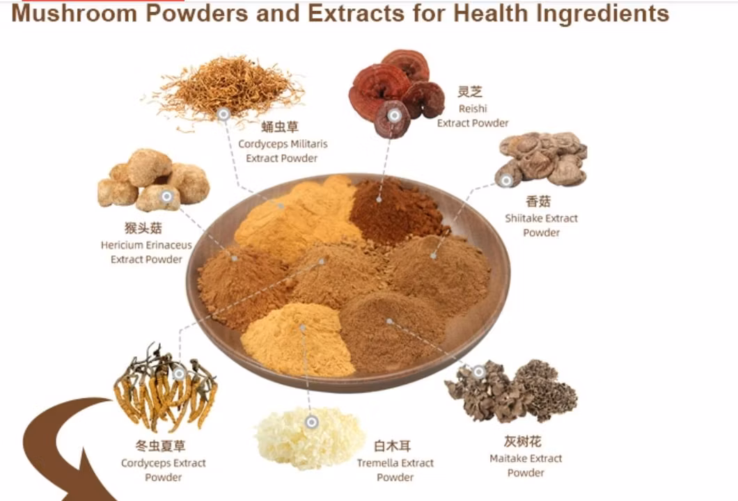 World Well-Being Rutin 90% HPLC Polysaccharide 1%-98% Mushroom Extract Powder Agaricus Blazei /Reishi Mushroom/Hericium Erinaceus/Cordyceps Sinensis Extract