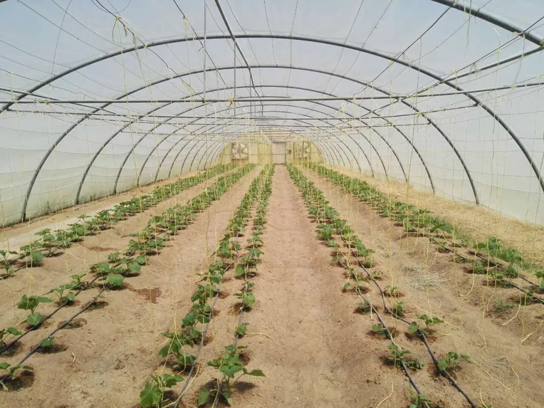 South America Hotsale Agriculture Twine 1000m/Kg 1200m/Kg Tomato Wine UV Resistance