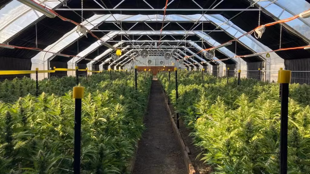 Irrigation and Nutrient Systems Agricultural Light Deprivation Green House Polytunnel Blackout Greenhouse