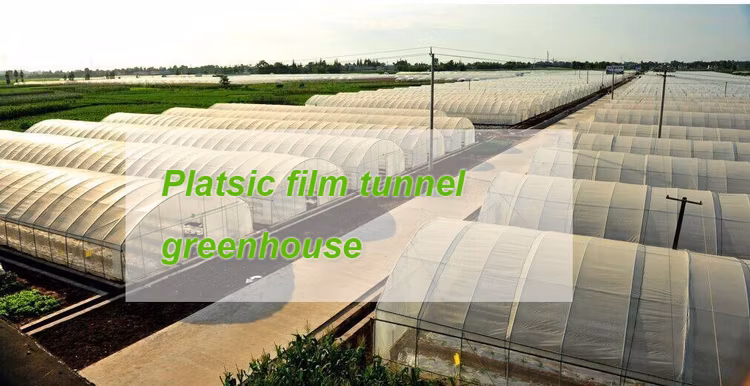 Vertical Rolling Table Polytunnel Agricultural Orangery Arch Galvanized Steel Frame Greenhouse