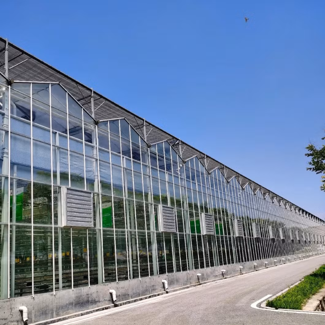Large Span Commercial Glass Greenhouse for Planting Vegetables