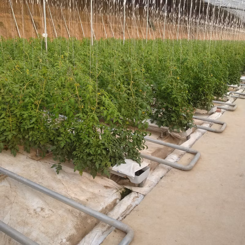 Solar Greenhouse Supports Vibrant Snapdragon Blooms for Agriculture Using Optimal Light Greenhouse.
