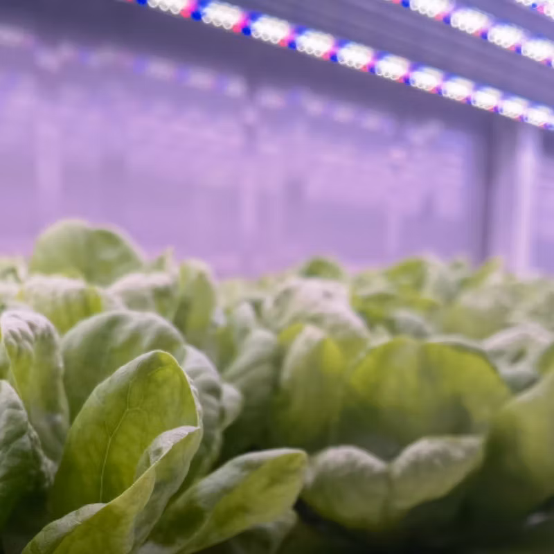 Turnkey Project 40FT Container Farm Greenhouse Indoor Hydroponics System Vertical Farming