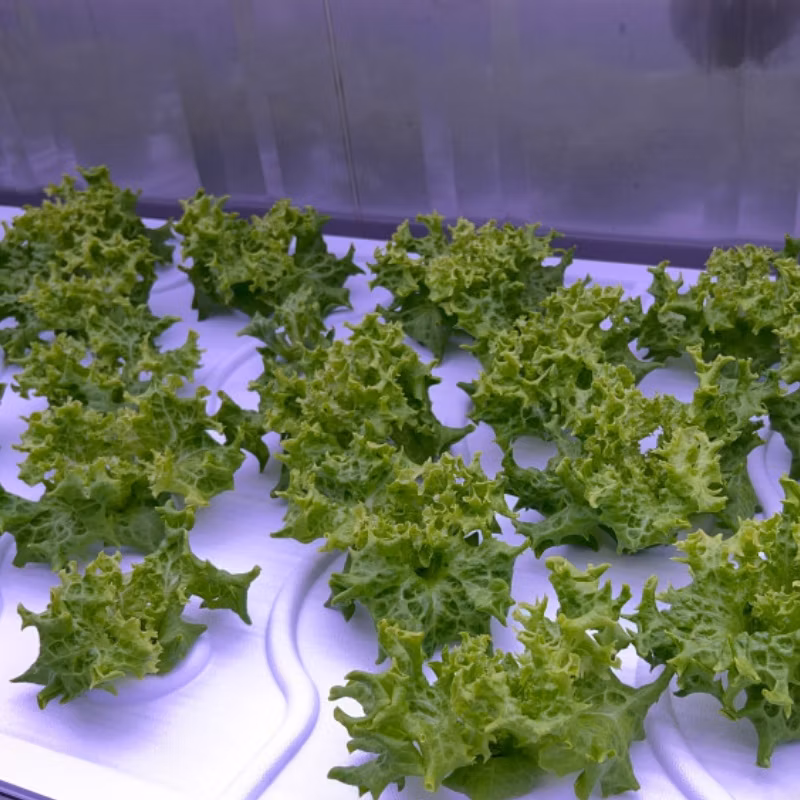 Turnkey Project 40FT Container Farm Greenhouse Indoor Hydroponics System Vertical Farming