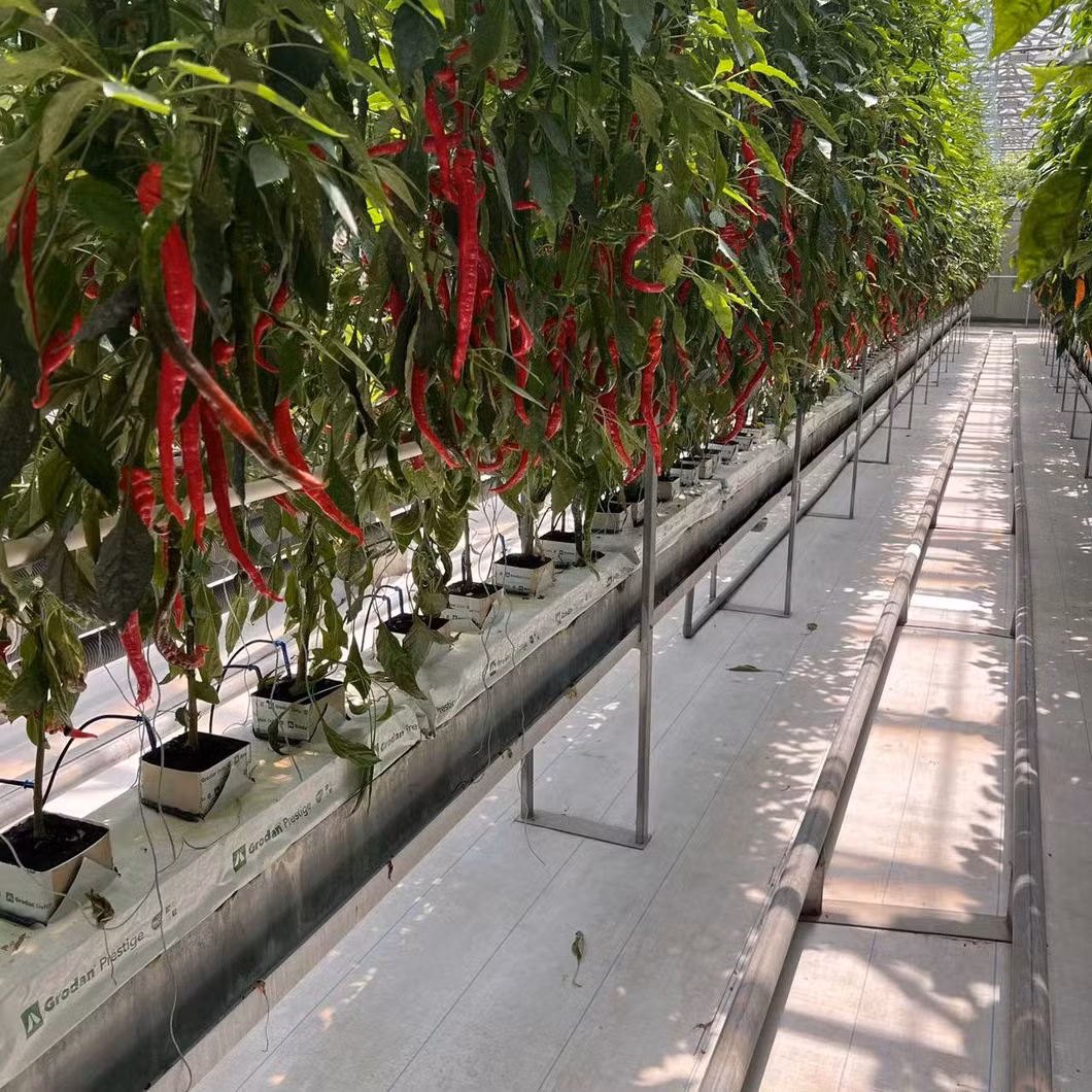 Low Cost Nursery Agricultural Plastic Film Single-Span Aluminum Frame Structure Flower Greenhouse for Plants Growing