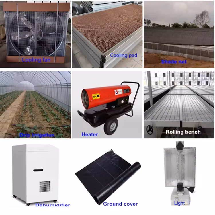 Vertical Rolling Table Polytunnel Agricultural Orangery Arch Galvanized Steel Frame Greenhouse