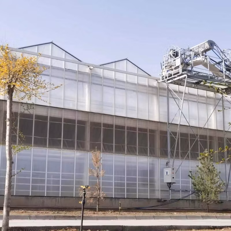 Solar Greenhouse Supports Vibrant Snapdragon Blooms for Agriculture Using Optimal Light Greenhouse.