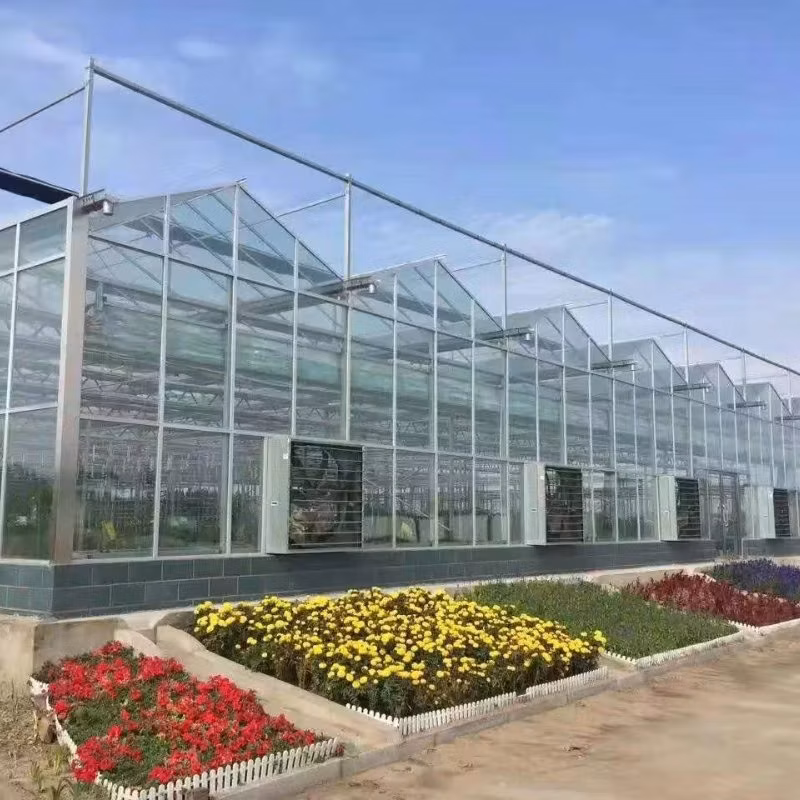 Solar Greenhouse Supports Vibrant Snapdragon Blooms for Agriculture Using Optimal Light Greenhouse.