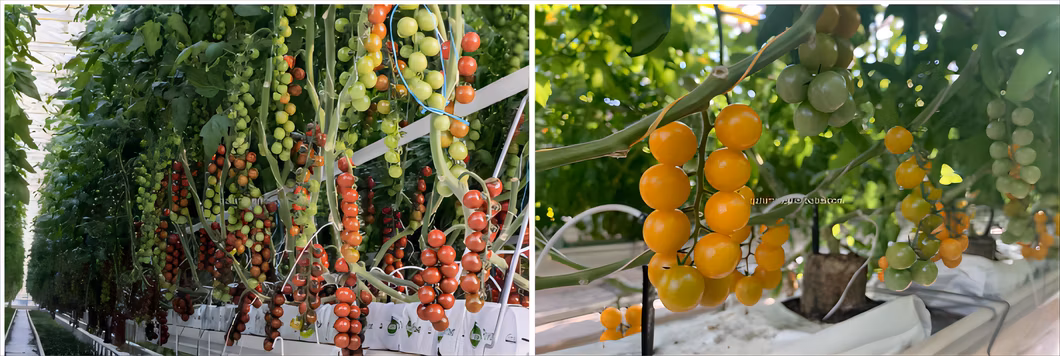 Aluminum Frame PC Plastic Board Greenhouse with Hydroponics System and Blackout Net
