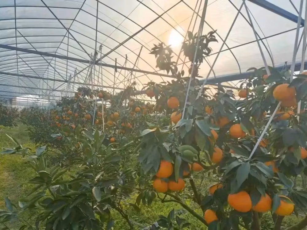 Low Cost Multi-Span Arch Modern Agricultual Greenhouse with Hydroponics System for Seedling Cultivation