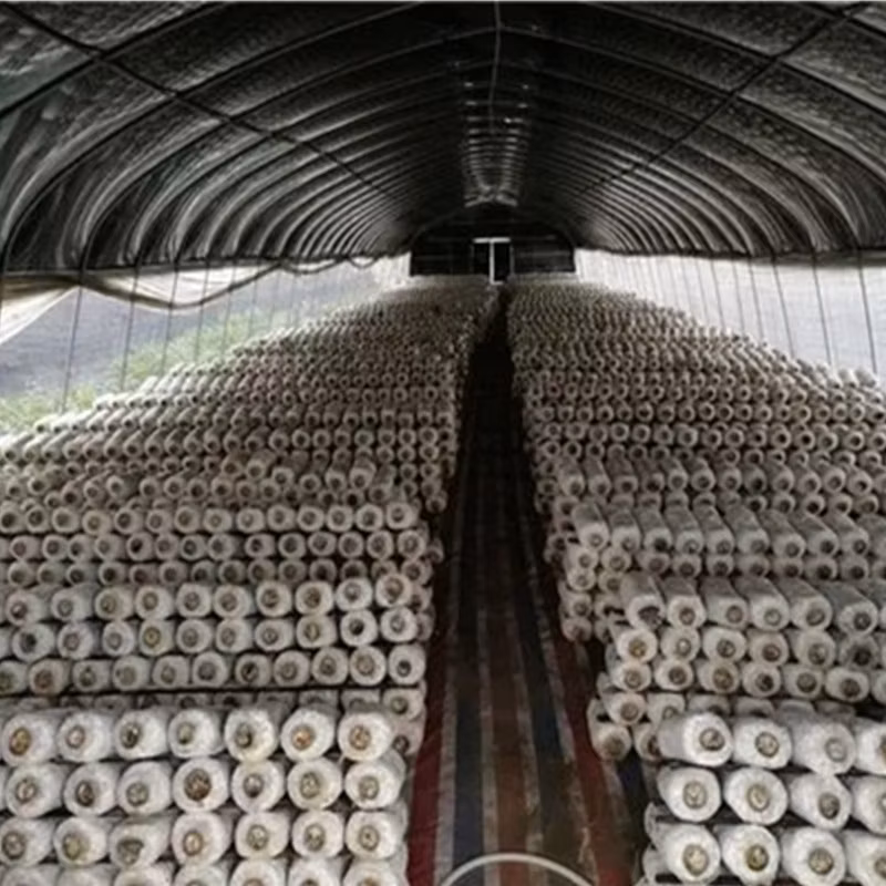 High Quality Commercial PE Film Large-Span Hot Galvanizing Hoop Greenhouse for Fruits/Mushroom