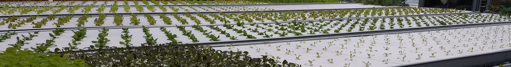 Customized Temperature Regulated Hydroponic Seedling Greenhouse, Planting Hydroponic Leafy Vegetables, Tomatoes, Strawberries, Pepper
