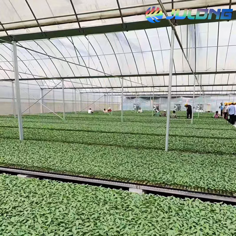 Filmed Surface Treatment and Large Size Tomato Greenhouse