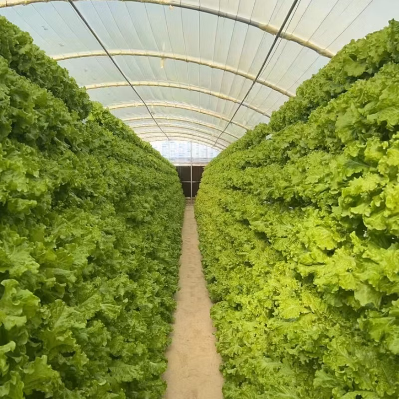 Vertical Farming Solutions Indoor Hydroponic Gardening Nft Setup