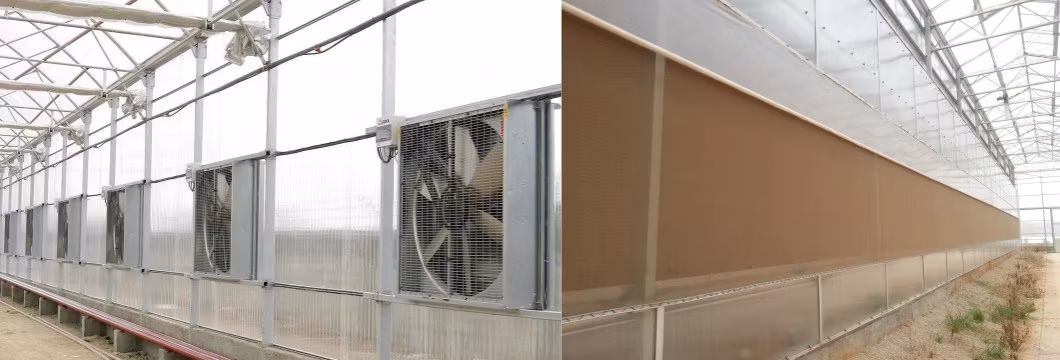 Intelligent High Quality Agricultural Glass Greenhouse with Auto Control System