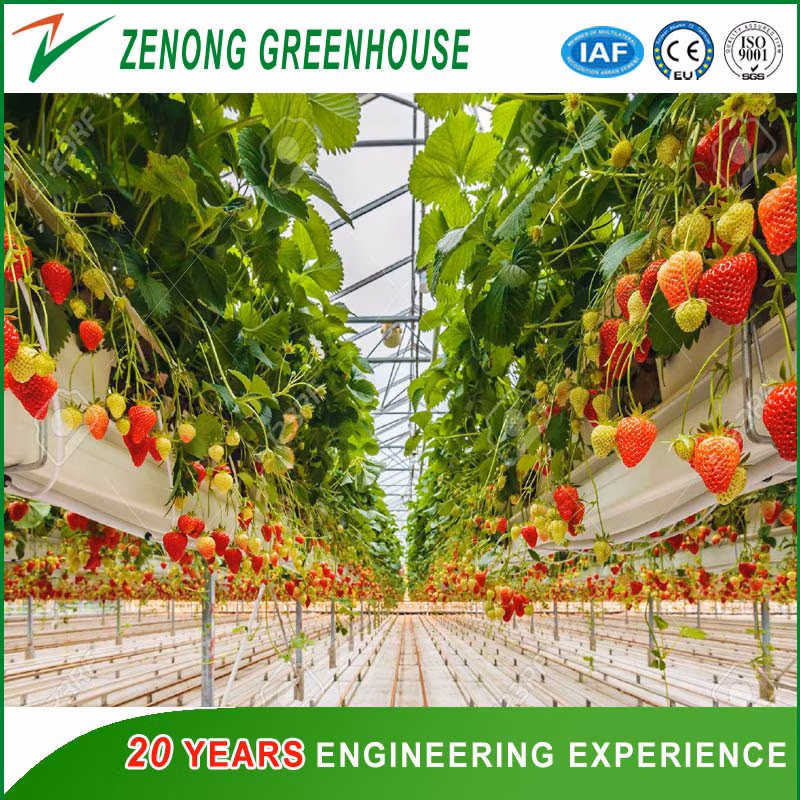 Modern Tempered Glass Multi-Span Greenhouse with Hydroponcis for Sightseeing/Ecological Picking/Fruit Tree