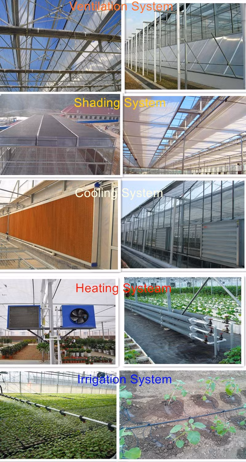 Modern Tempered Glass Multi-Span Greenhouse with Hydroponcis for Sightseeing/Ecological Picking/Fruit Tree