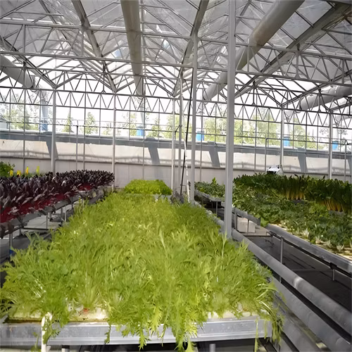 Fish and Vegetable Symbiotic System Efficient Venlo Tempered Multi-Span Glass Greenhouse Pellet Machine Large 500 Square Meters