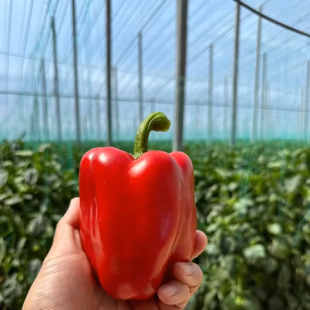 Affordable Gothic Plastic Film Greenhouse for Tomatoes and Garden Tools