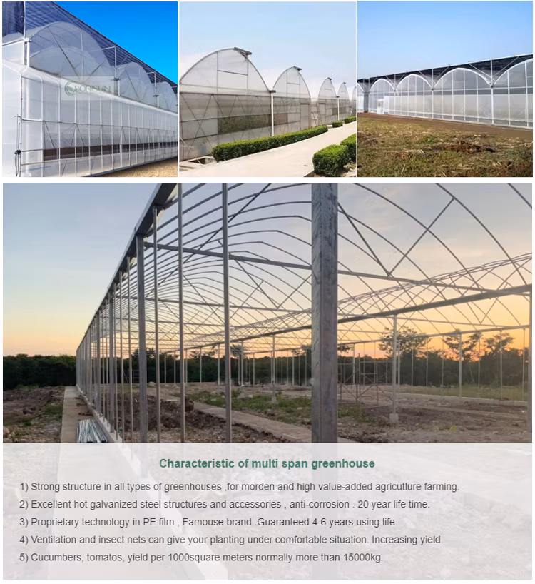 Hot Sale Multi Span Plastic Film Solar Powered Agriculture Greenhouse Venlo Cheap Commercial Greenhouse Kits