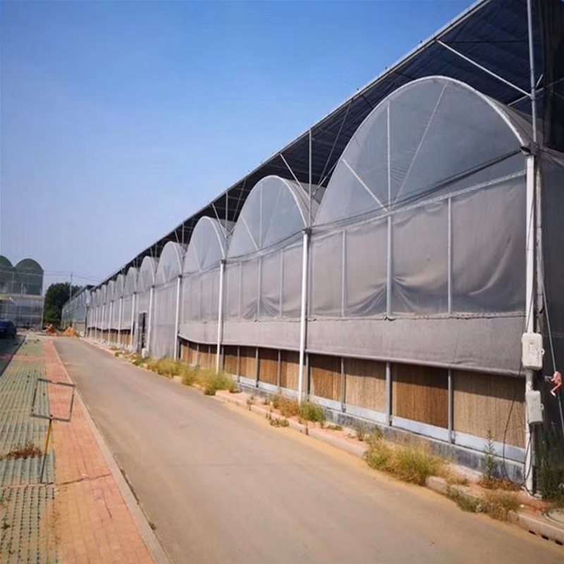 Low Cost Multi-Span Arch Modern Agricultual Greenhouse with Hydroponics System for Seedling Cultivation
