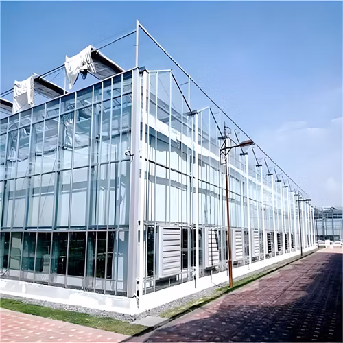 Fish and Vegetable Symbiotic System Efficient Venlo Tempered Multi-Span Glass Greenhouse Pellet Machine Large 500 Square Meters