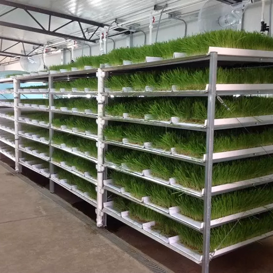 Hydroponic Vegetable Microgreen Leafy Plant Fodder Fruit Smart Vertical Container Farm Seedling Flower Greenhouse Plant Factory