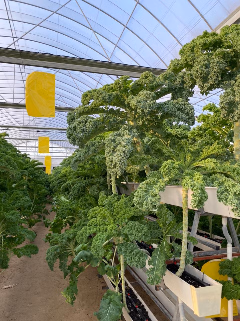 Tunnel Greenhouse Vertical a Type Strawberries Farm High Output Smart Farming Hydroponic