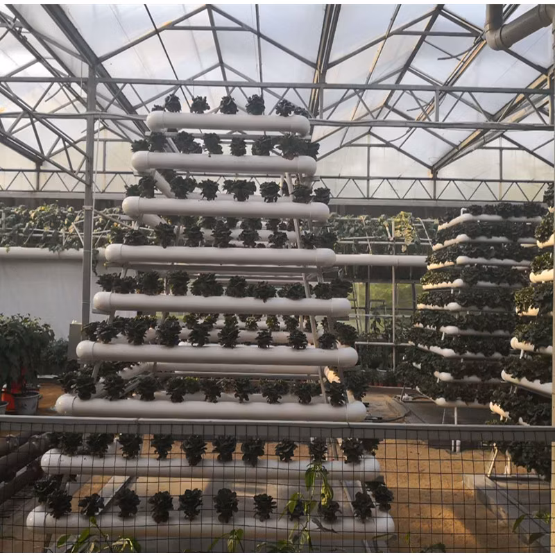 Low Cost Multi-Span Arch Modern Agricultual Greenhouse with Hydroponics System for Seedling Cultivation