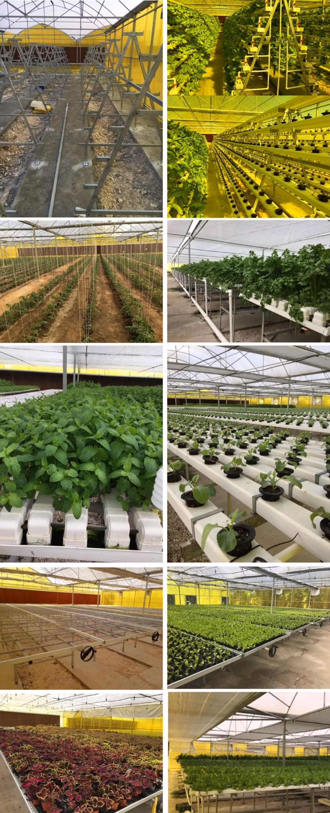 Turnkey Project High Yield Farm Plastic Film Greenhouse with Hydroponics Irrigation System