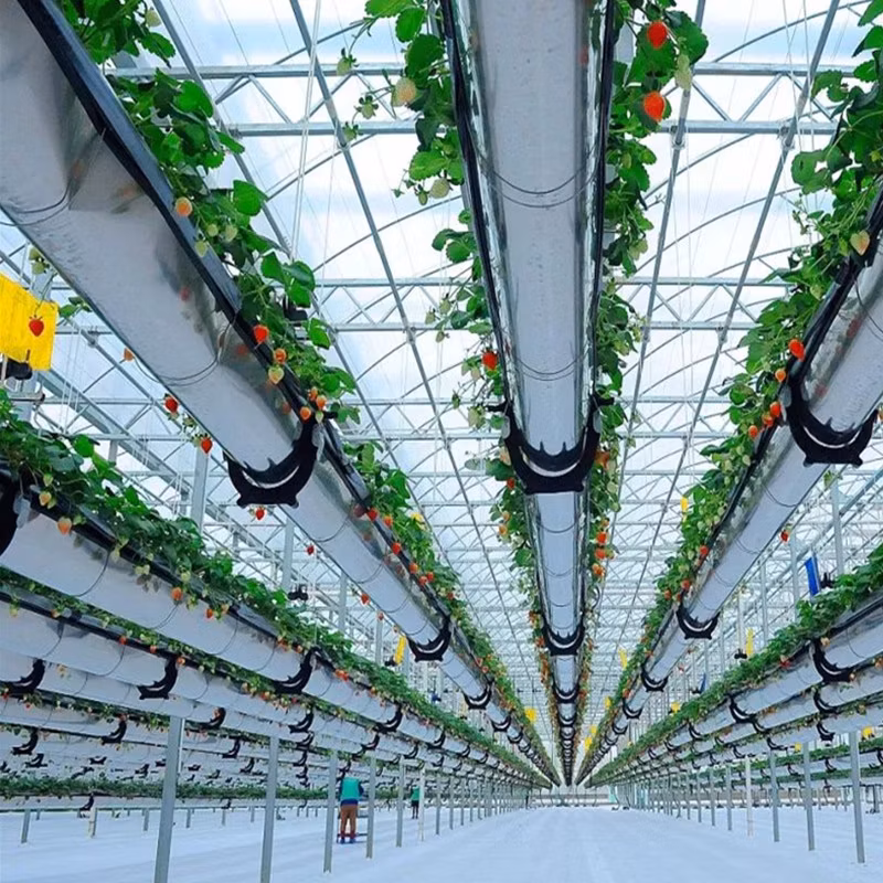 Low Cost Multi-Span Arch Modern Agricultual Greenhouse with Hydroponics System for Seedling Cultivation