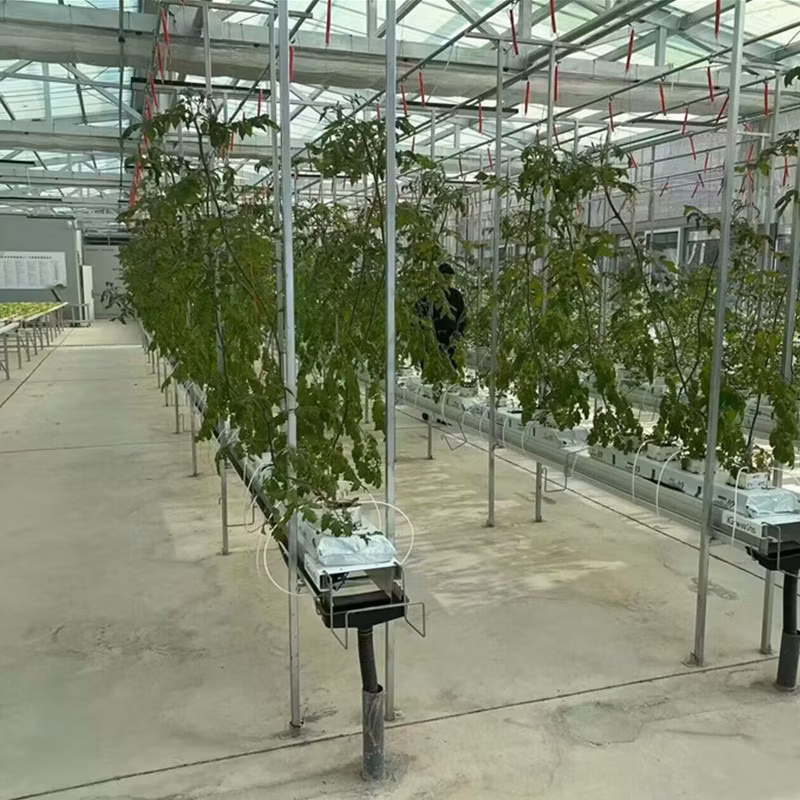 Low Cost Multi-Span Arch Modern Agricultual Greenhouse with Hydroponics System for Seedling Cultivation