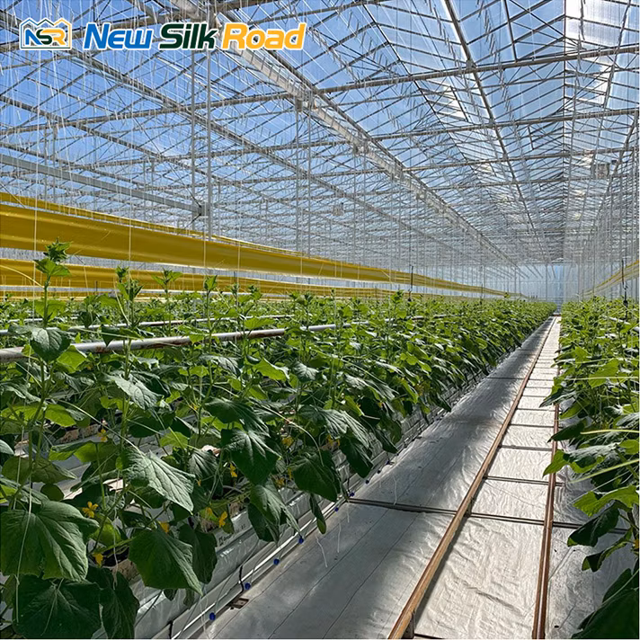 Multi-Span Venlo Glass Polycarbonate Greenhouse Glass Greenhouse for Agro