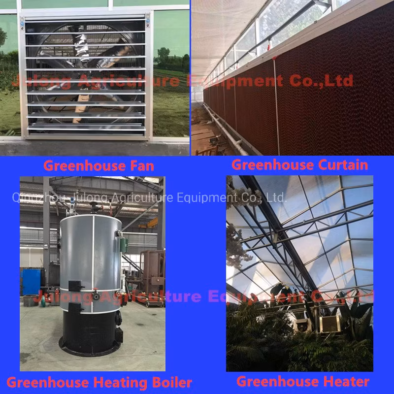 Industrial Tomato Greenhouse for Dutch Technology Planting Vegetable