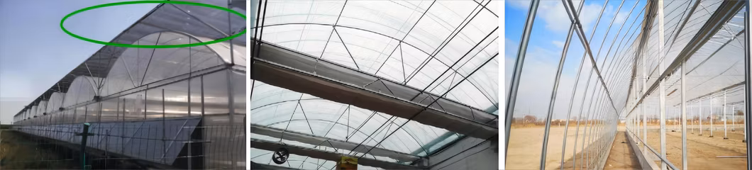 Agricultural Multi-Span Poly Film PE Plastic Films Greenhouse for Blueberry Tomato