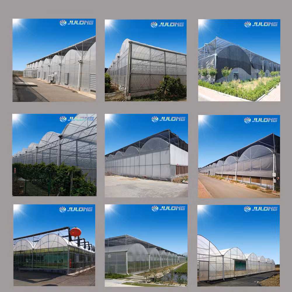 Industrial Tomato Greenhouse for Dutch Technology Planting Vegetable