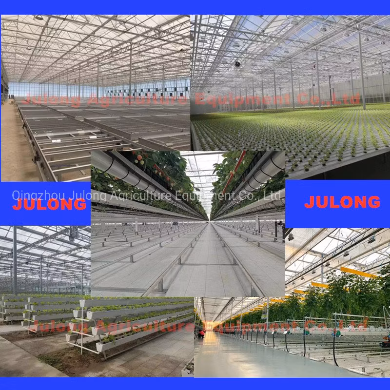 Industrial Tomato Greenhouse for Dutch Technology Planting Vegetable
