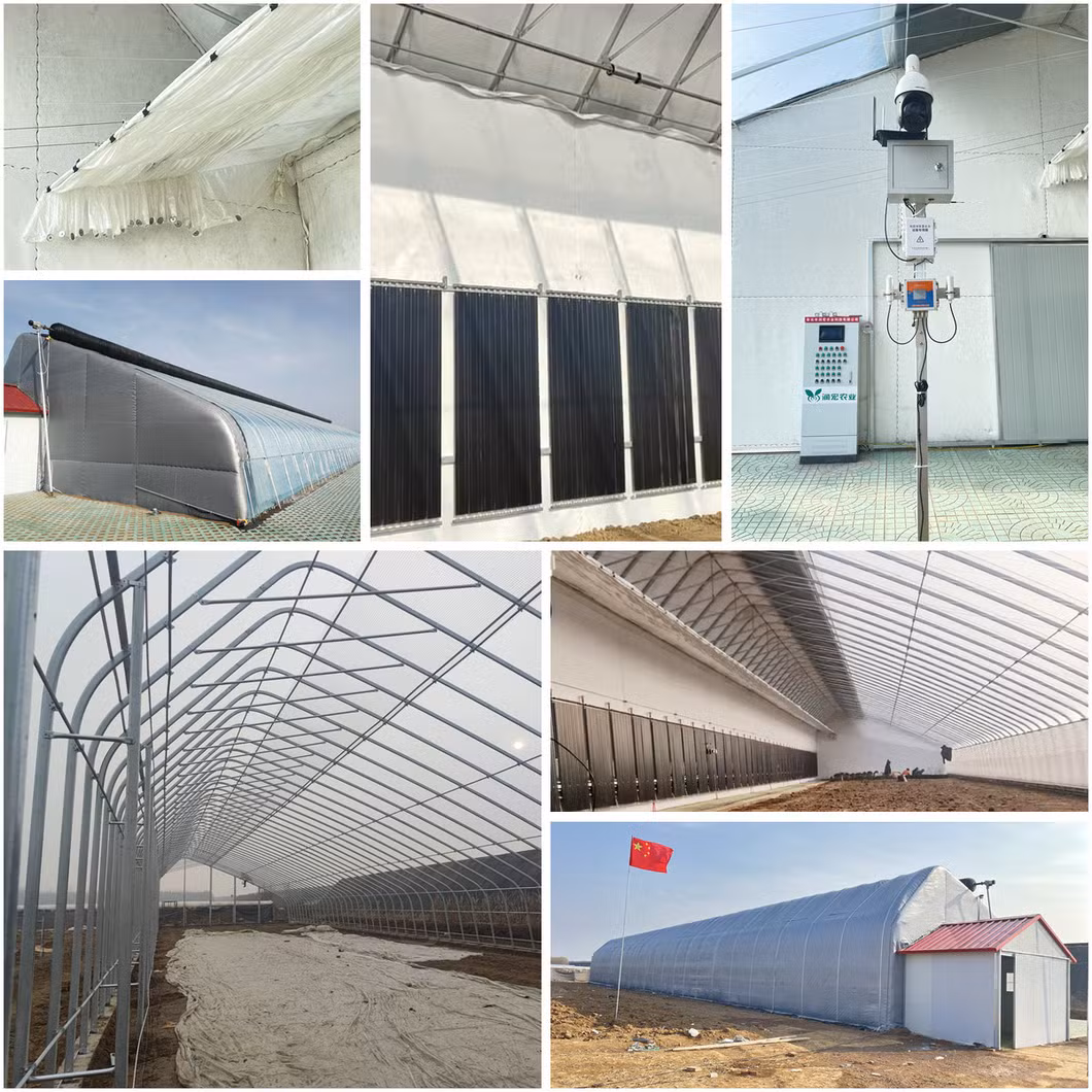 Sunlight Greenhouse Cooperated with Caas with Patent Active Heat Accumulation Black Panels for Cold Regions Winter Vegetable/Flower/Hydroponics Culture