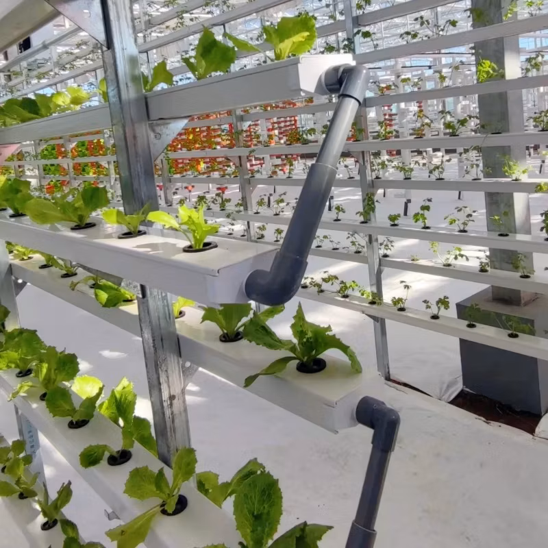 Venlo Multi-Span Intelligent Agricultural Glass Greenhouse with Hydroponics for Vegetable and Fruit Cultivation Selling to Europe/Africa/ Asia