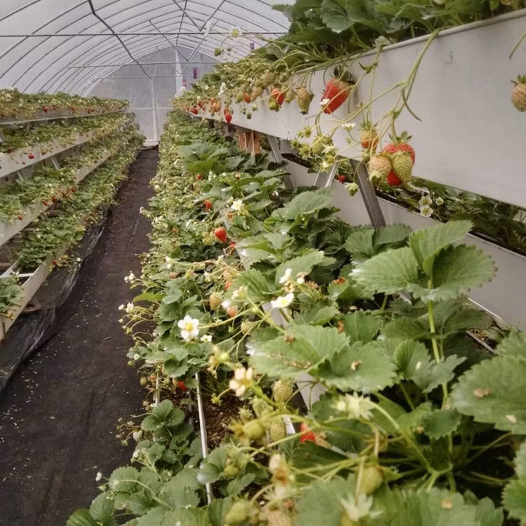 Tunnel Greenhouse Vertical a Type Strawberries Farm High Output Smart Farming Hydroponic