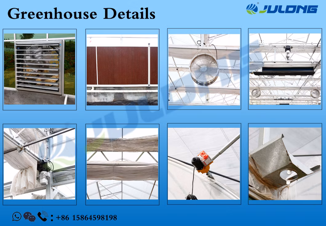Filmed Surface Treatment and Large Size Tomato Greenhouse
